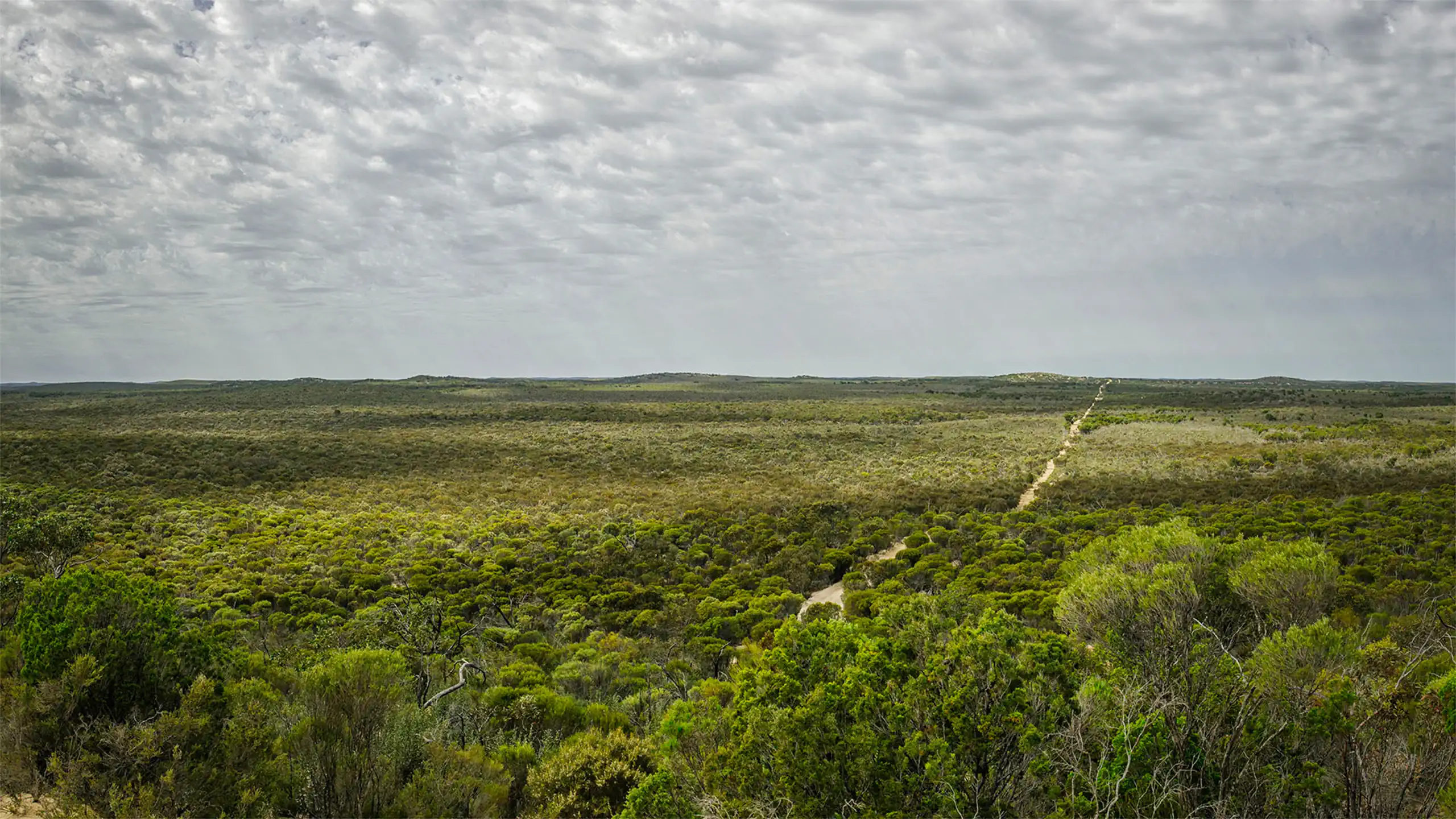 Off-road track through the Mallee bushland, surrounded by dense trees.