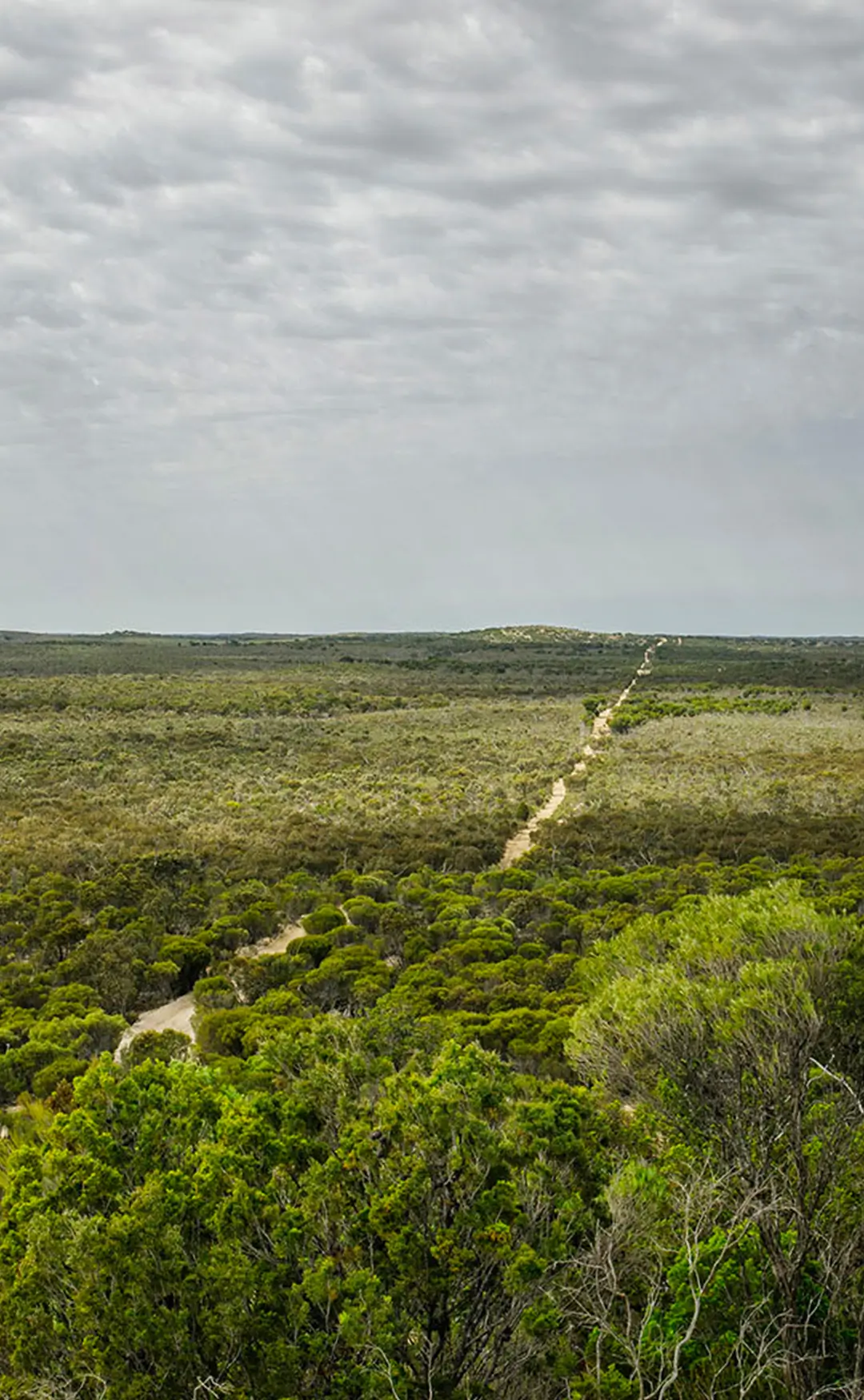 Off-road track through the Mallee bushland, surrounded by dense trees.